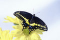Black Swallowtail