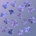 Dancing Blossoms
