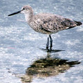 Sandpipper (square)