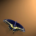 Swallow Tail (square)