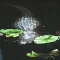 Alligator (square)