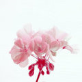 Red Geranium (suqare)