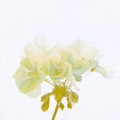 Yellow Geranium (square)