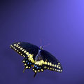 Swallow Tail (square)