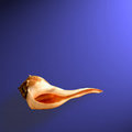 Whelk Left Turn (square)