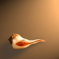 Whelk Left Turn (square)