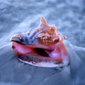 Conch in Surf (square)