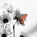 Julia Butterfly (square)