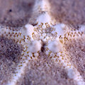 Knobby Starfich (square)