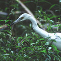 Great White Heron (square)