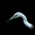 Heron Portrait  (square)