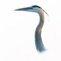 Heron Portrait (square)