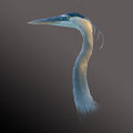 Heron Portrait (square)