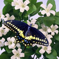 Orange Blossom and Butterfly (square)