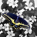 Orange Blossom and Butterfly (square)