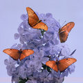 Purple Flower and Butterflies (suare)