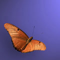 Julia Butterfly (square)