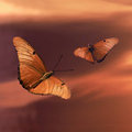 Butterflies at Sunset