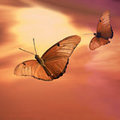 Butterflies at Sunset (square)