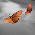 Butterflies in the Ski (square)