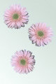 Three Gerbera Daisy