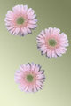 Three Gerbera Daisy