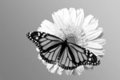 Monarch on daisy