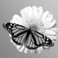 Monarch on daisy (square)
