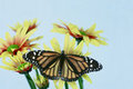Monarch