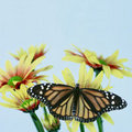 Monarch (square)