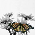 Monarch (square)