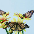 Three Monarch