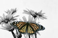 Three Monarch
