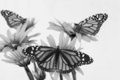 Three Monarch