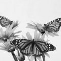 Three Monarch (square)