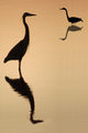 T wo Heron Silouette