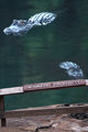 Two Gators