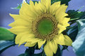 A sunflower