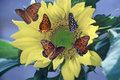 A Sunflower with Several Butterflies