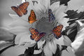 Sunflower with Several Butterflies