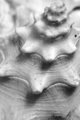 Spiral