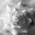 Spiral