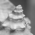Spiral (square)