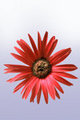 Painted Daisy