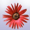 Painted Daisy