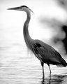 Standing Tall