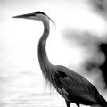 Standing Tall (square)