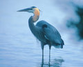 Great Blue