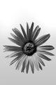 Painted Daisy