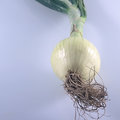 An Onion